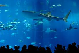 沖縄美ら海水族館とちゅら海水族館で沖縄観光レンタルトライク